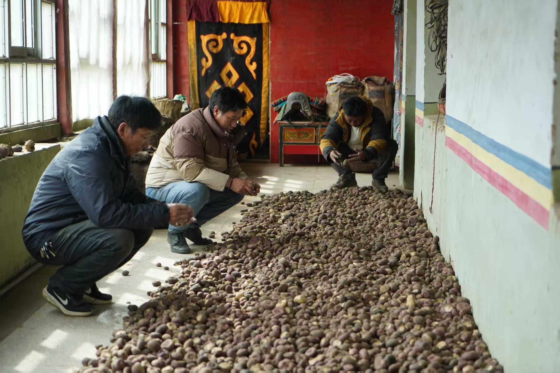 土特产也能引领新“食”尚!且看高原芫根变身共富“元宝”